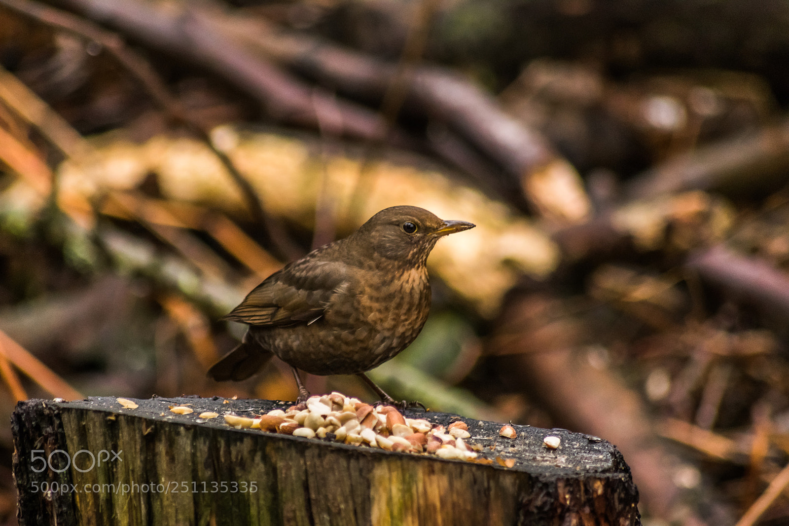 Nikon D3300 sample photo. Birds photography