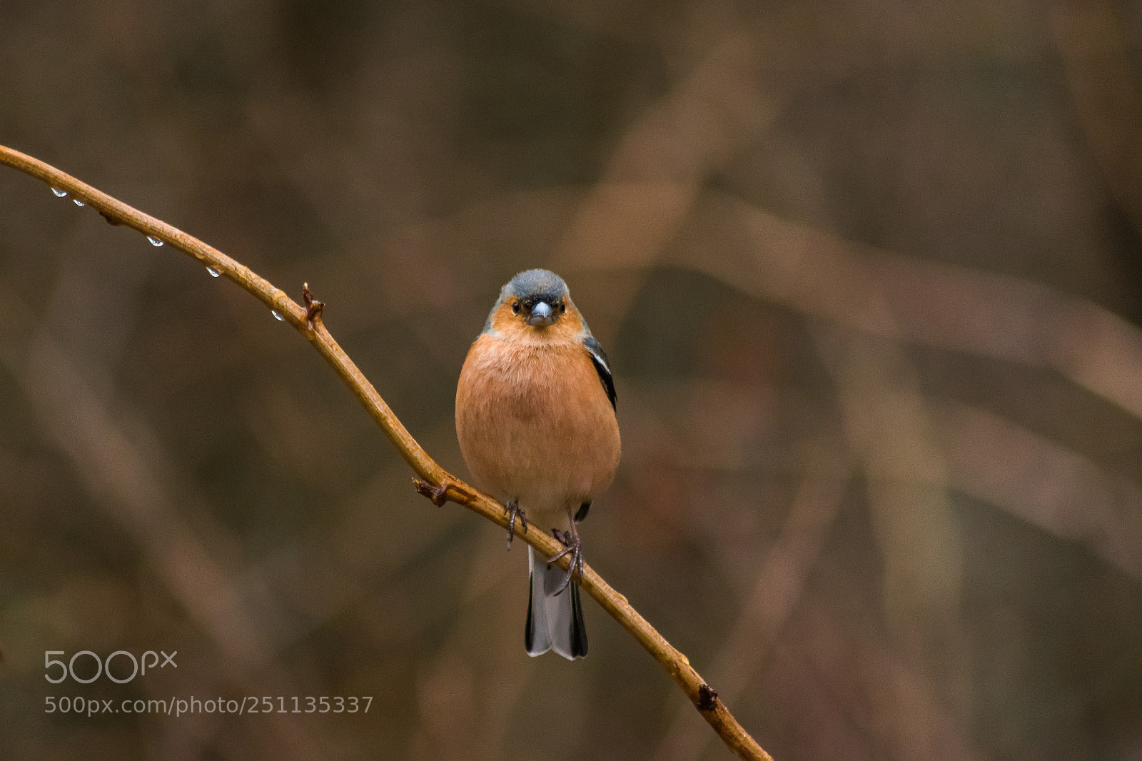 Nikon D3300 sample photo. Birds photography