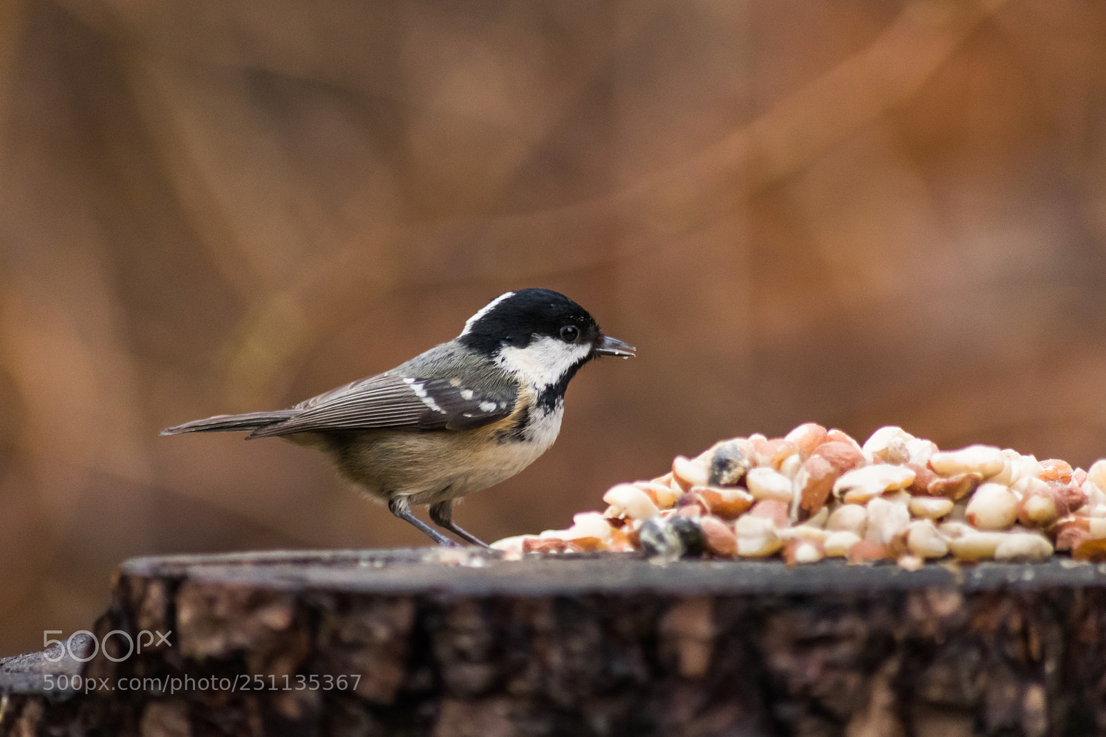Nikon D3300 sample photo. Birds photography