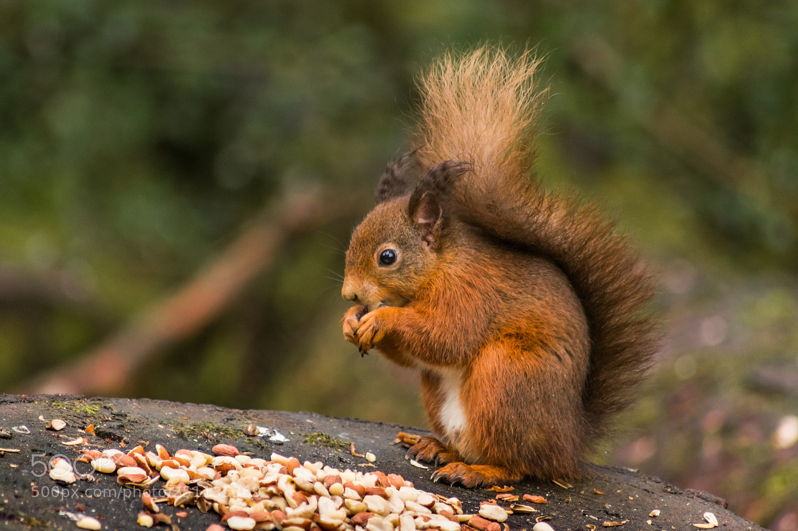 Nikon D3300 sample photo. Tentsmuir nature reserve photography