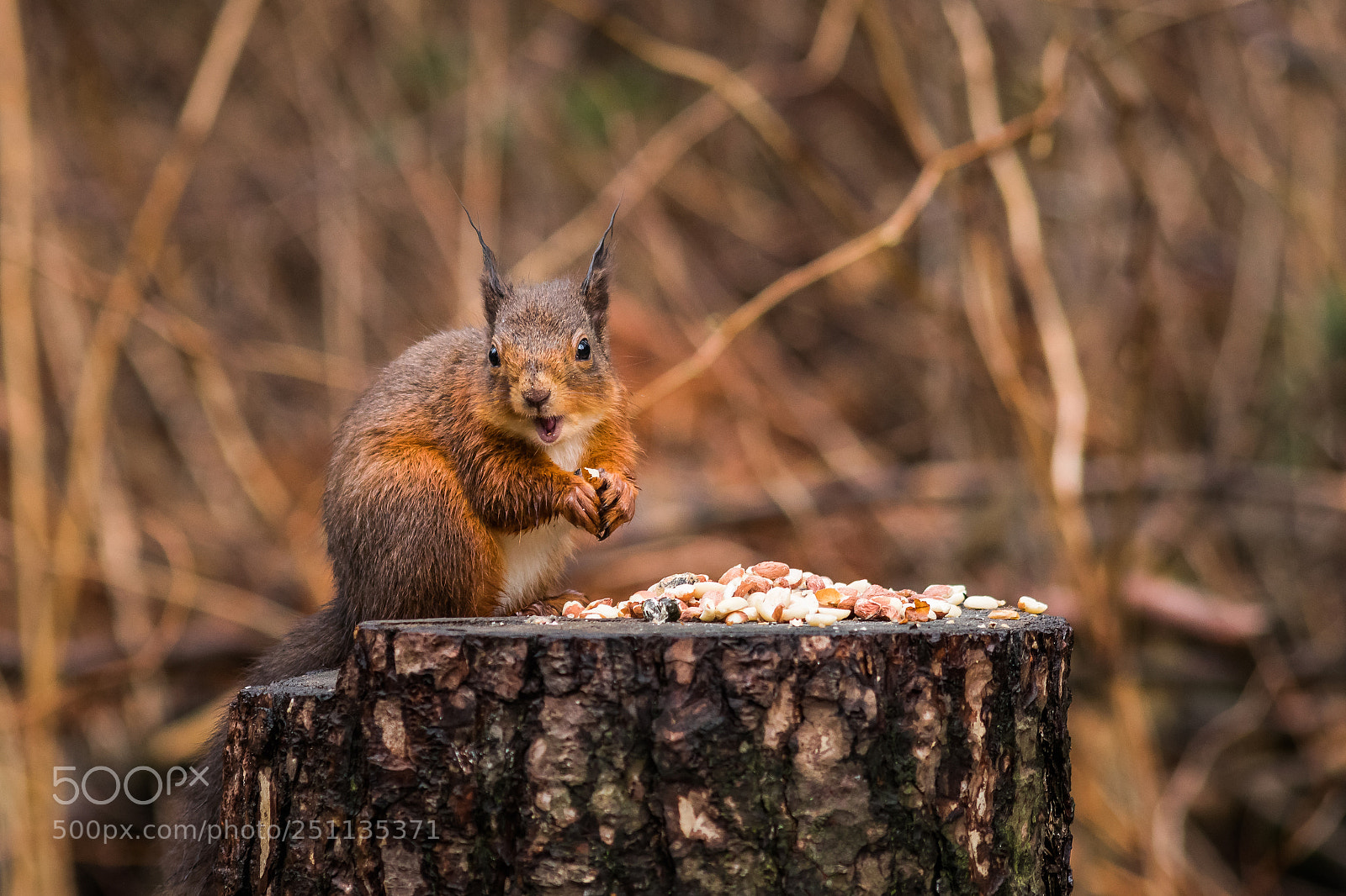 Nikon D3300 sample photo. Tentsmuir nature reserve photography