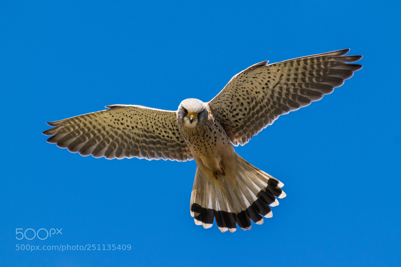 Nikon D3300 sample photo. Kestrel in flight photography