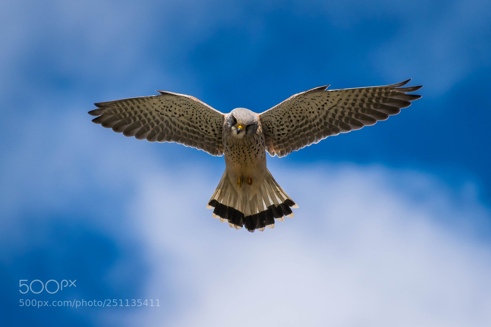 Nikon D3300 sample photo. Kestrel in flight photography