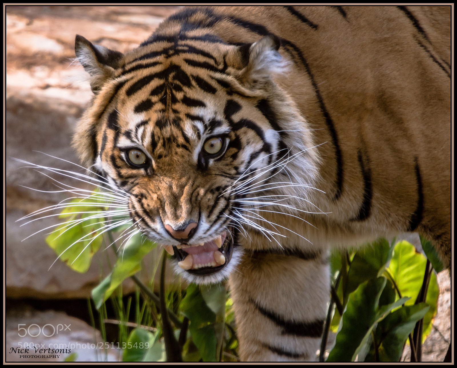 Nikon D7200 sample photo. The snarl... photography