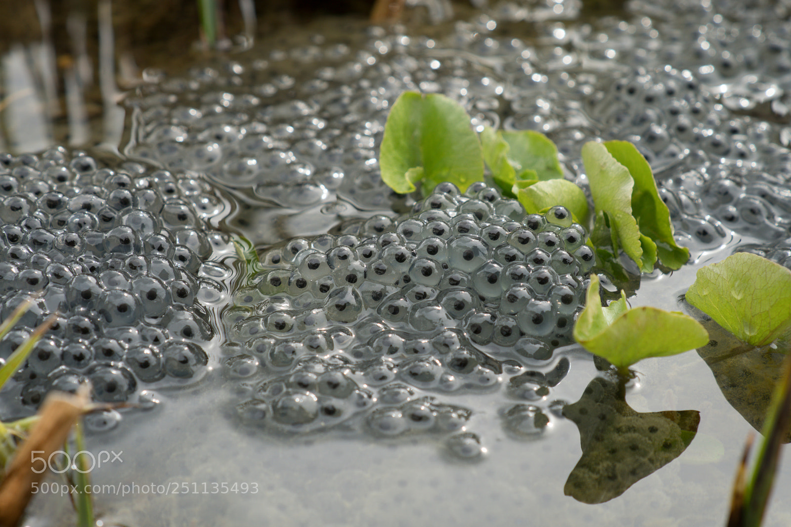 Sony a6300 sample photo. Our 4 frogs are photography