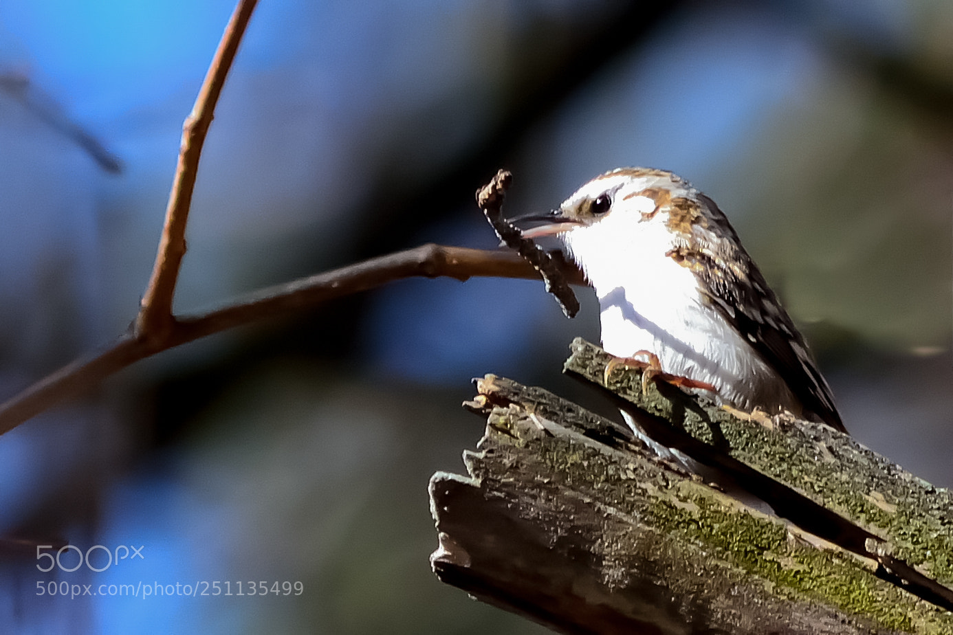 Nikon D5200 sample photo. Bird photography