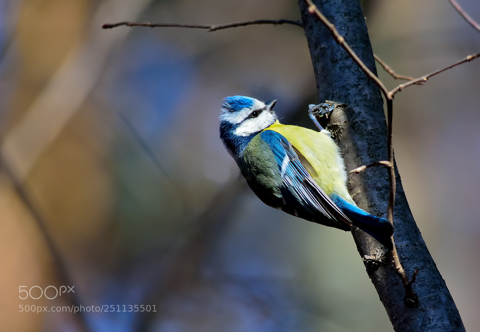 Nikon D5200 sample photo. Bird photography