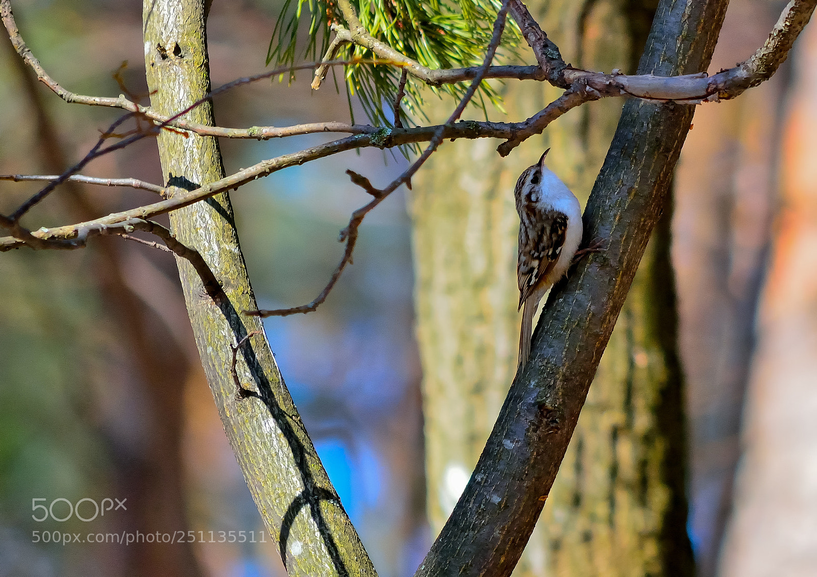 Nikon D5200 sample photo. Bird photography