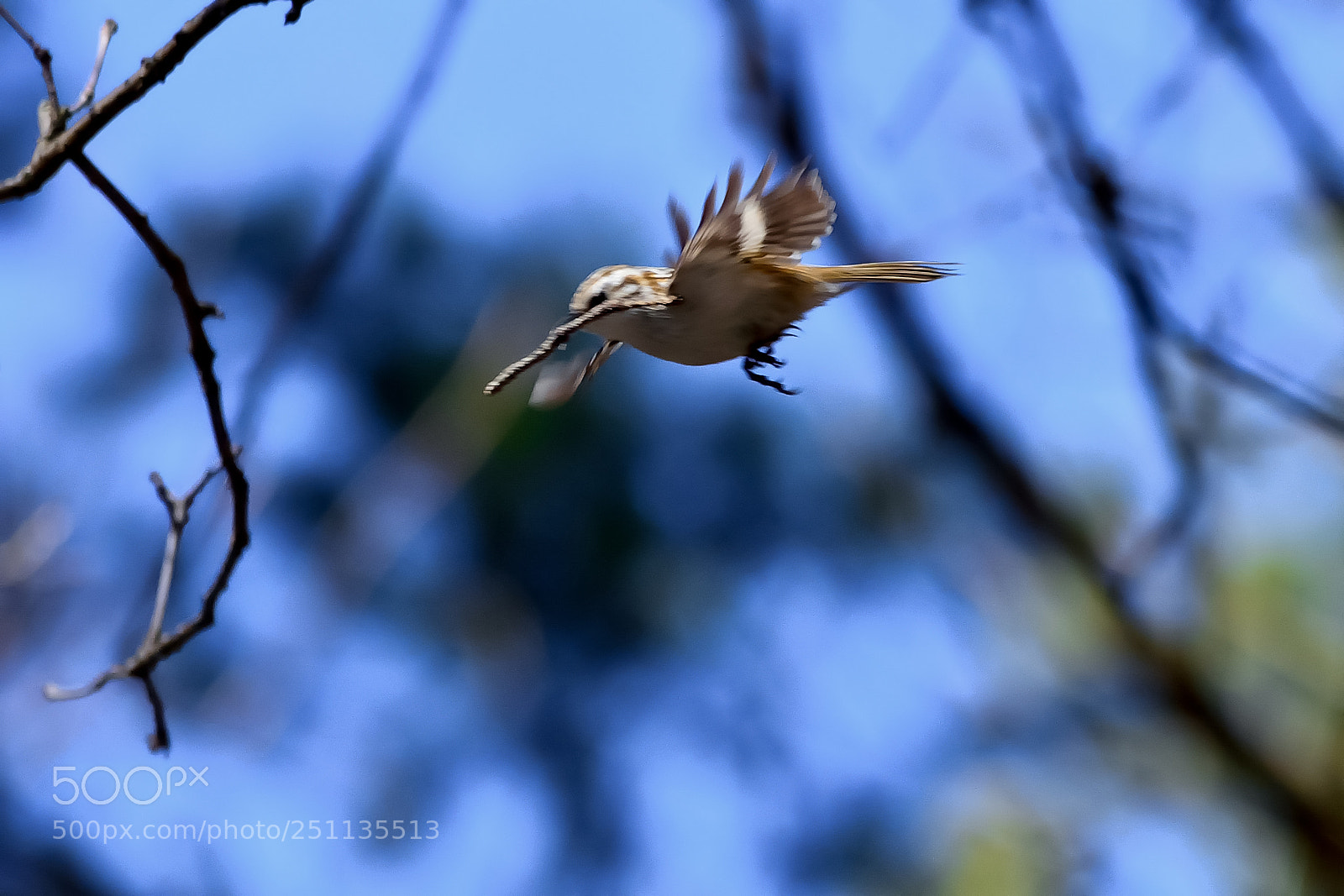 Nikon D5200 sample photo. Bird photography