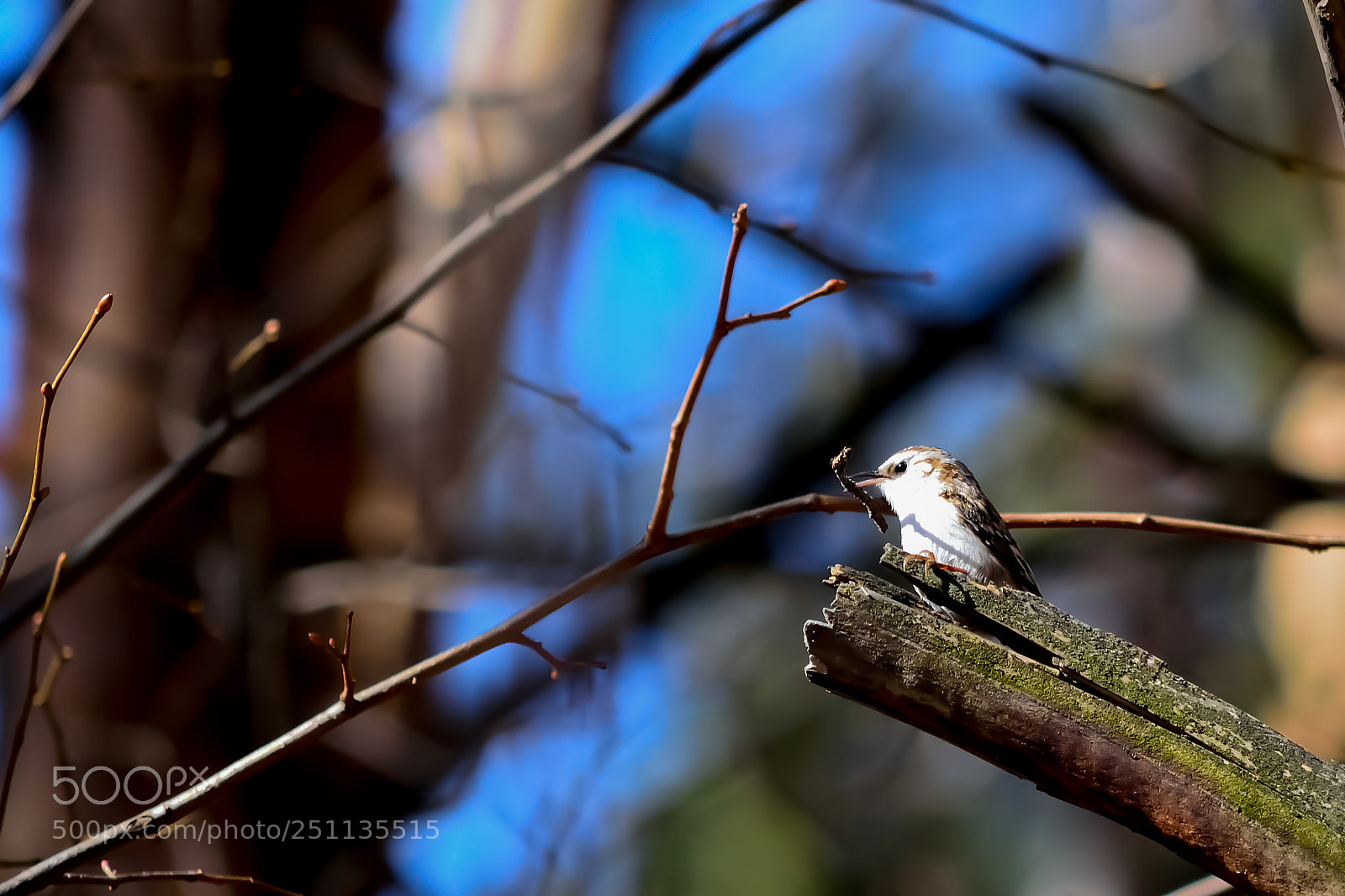 Nikon D5200 sample photo. Bird photography