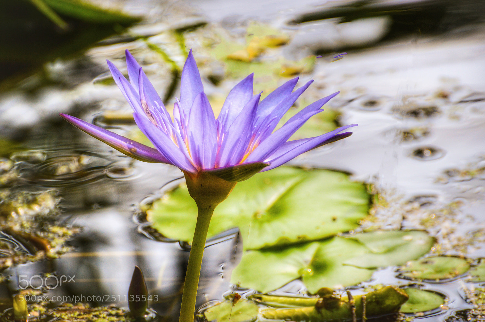 Nikon D3200 sample photo. Purple beauty photography