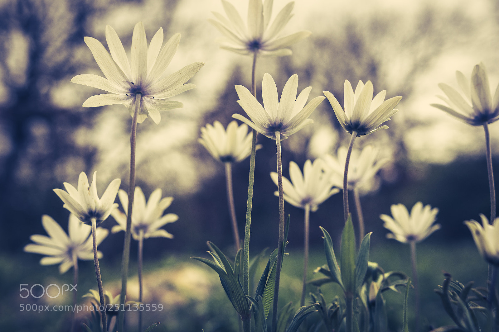 Canon EOS 7D Mark II sample photo. Flowers photography
