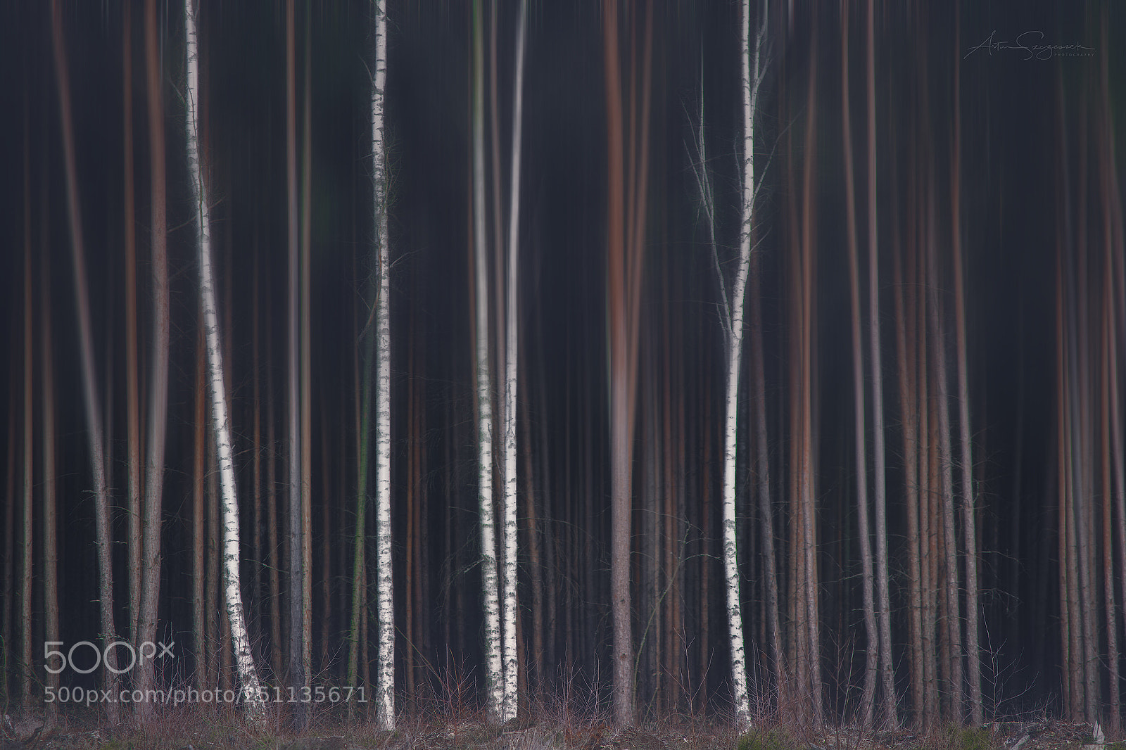 Nikon D7100 sample photo. Forest motion blur photography