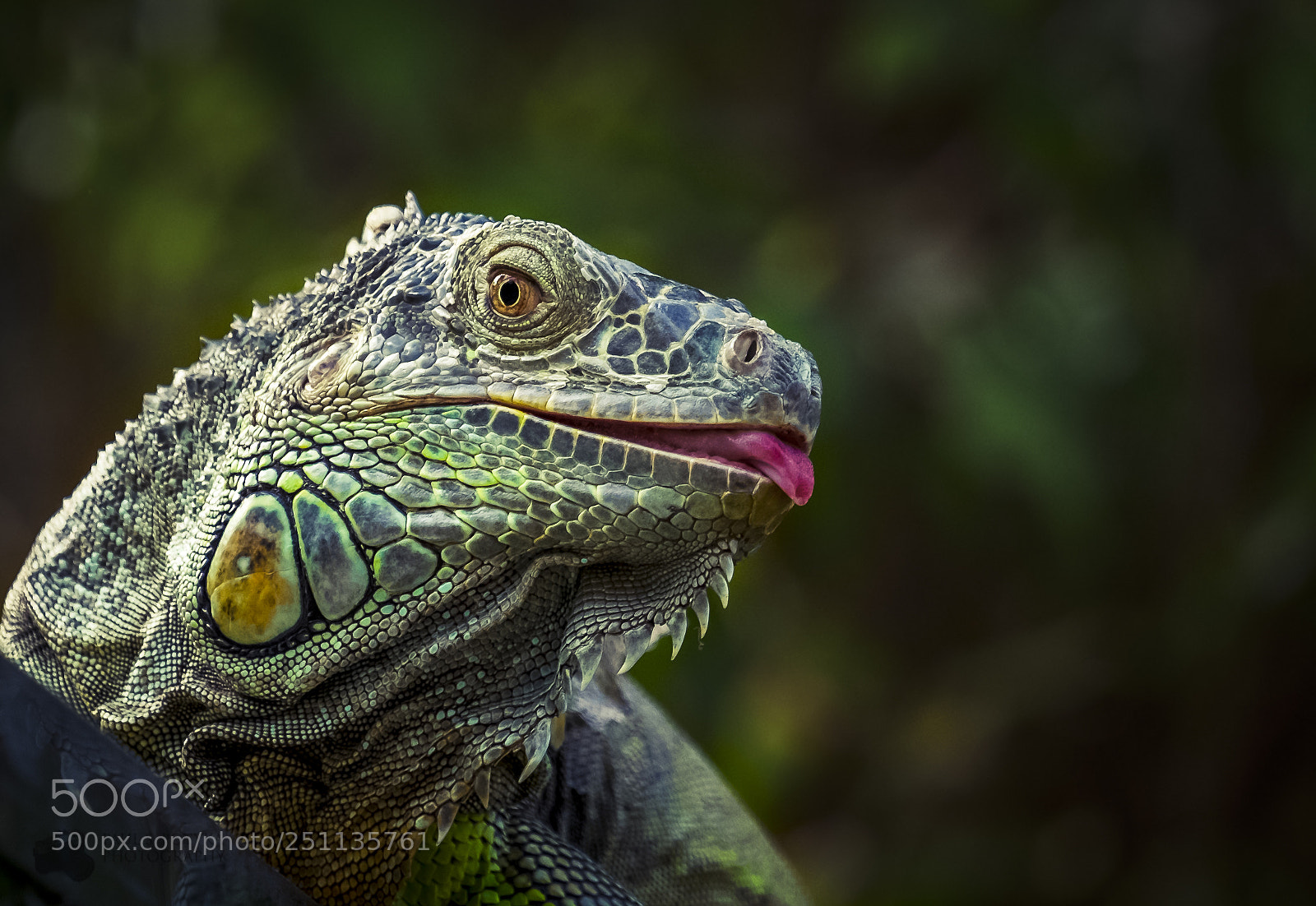 Fujifilm X-T1 sample photo. Reptil photography