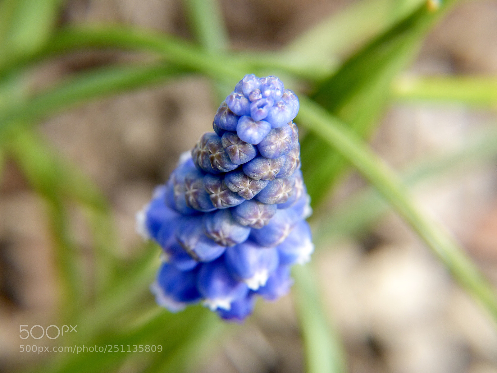 Panasonic DMC-FZ62 sample photo. Muscari aucheri - blue photography