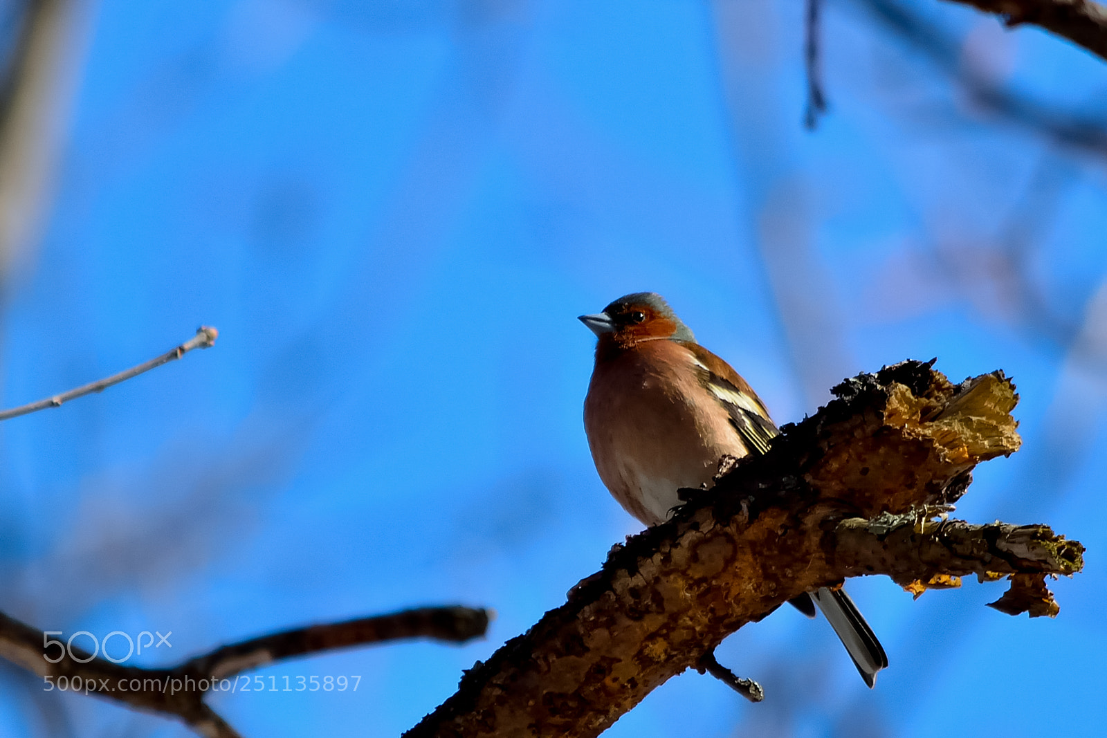 Nikon D5200 sample photo. Bird photography