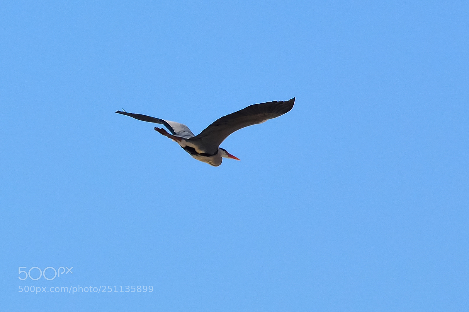 Nikon D5200 sample photo. Bird photography
