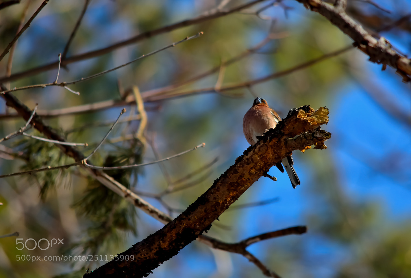 Nikon D5200 sample photo. Bird photography