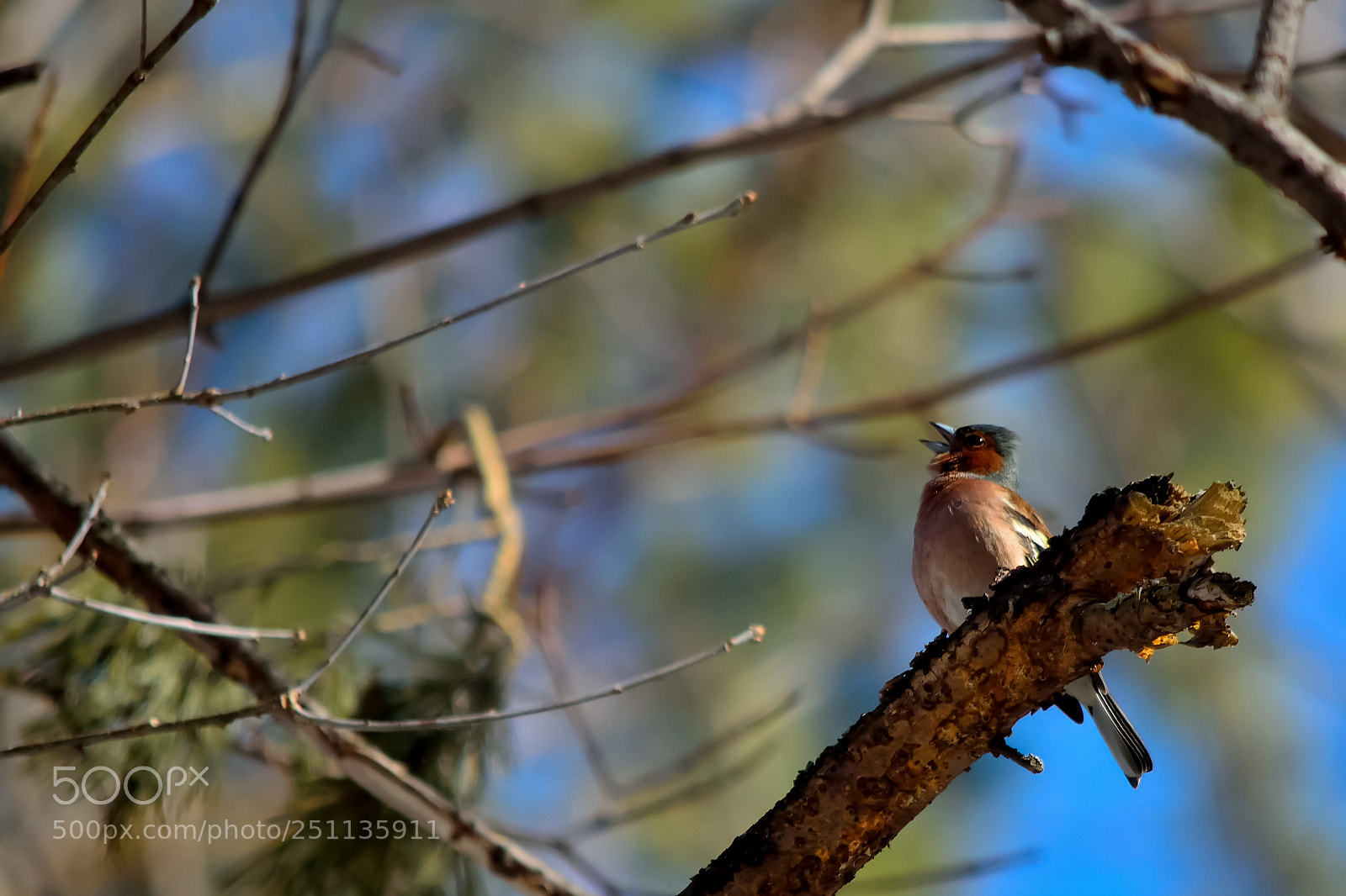 Nikon D5200 sample photo. Bird photography