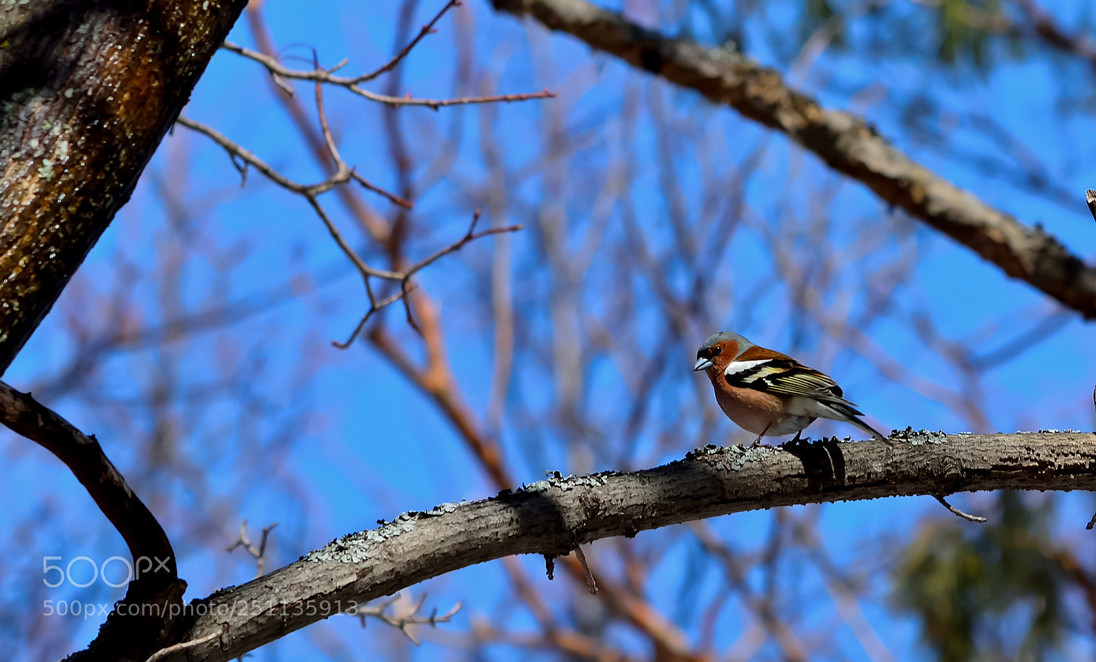 Nikon D5200 sample photo. Bird photography
