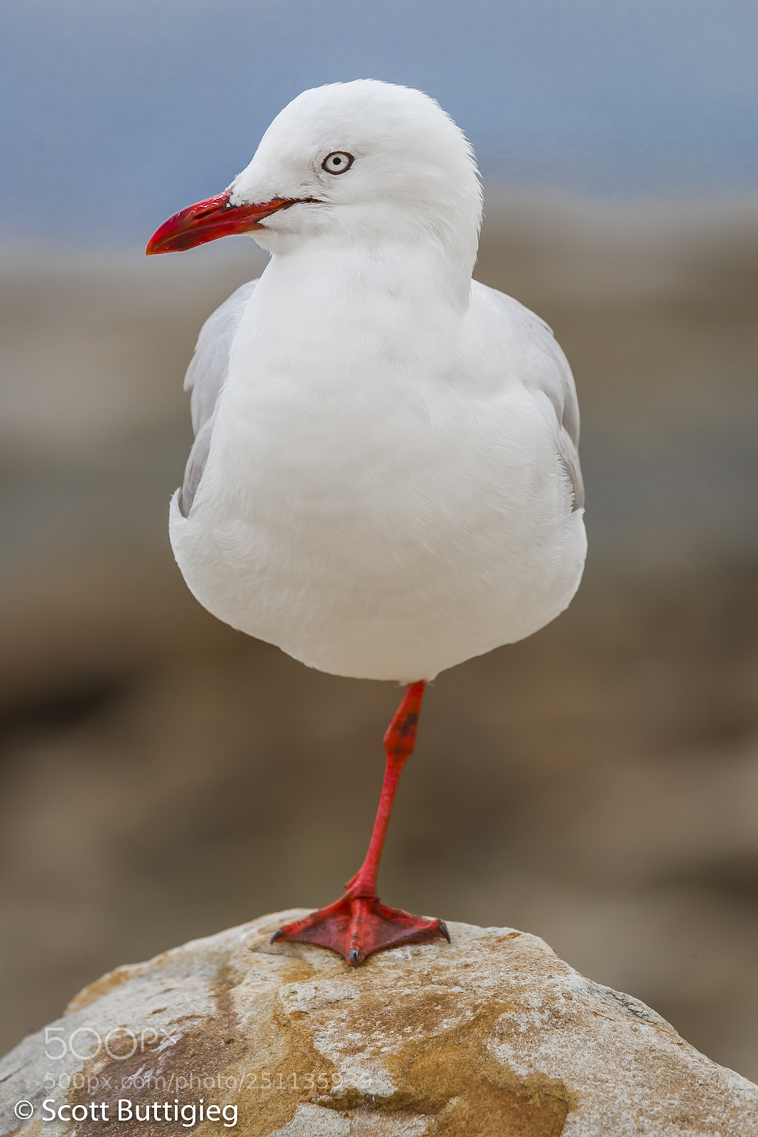Canon EOS-1D X Mark II sample photo. Balancing act photography