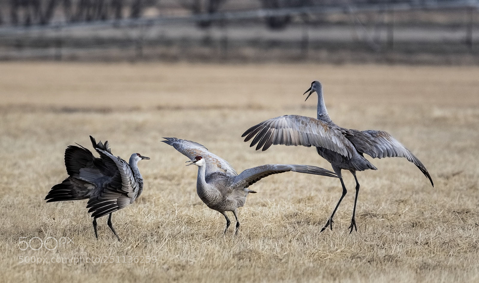 Canon EOS 5D Mark IV sample photo. Cranes photography