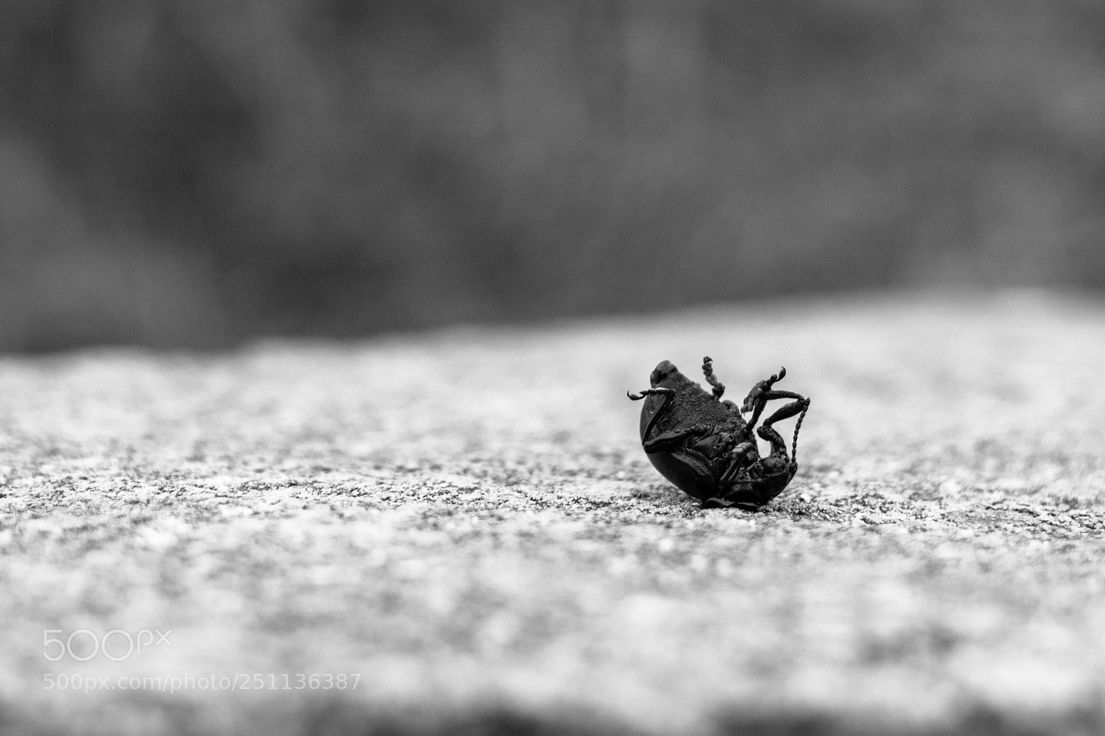Canon EOS 80D sample photo. Dead bug
 photography