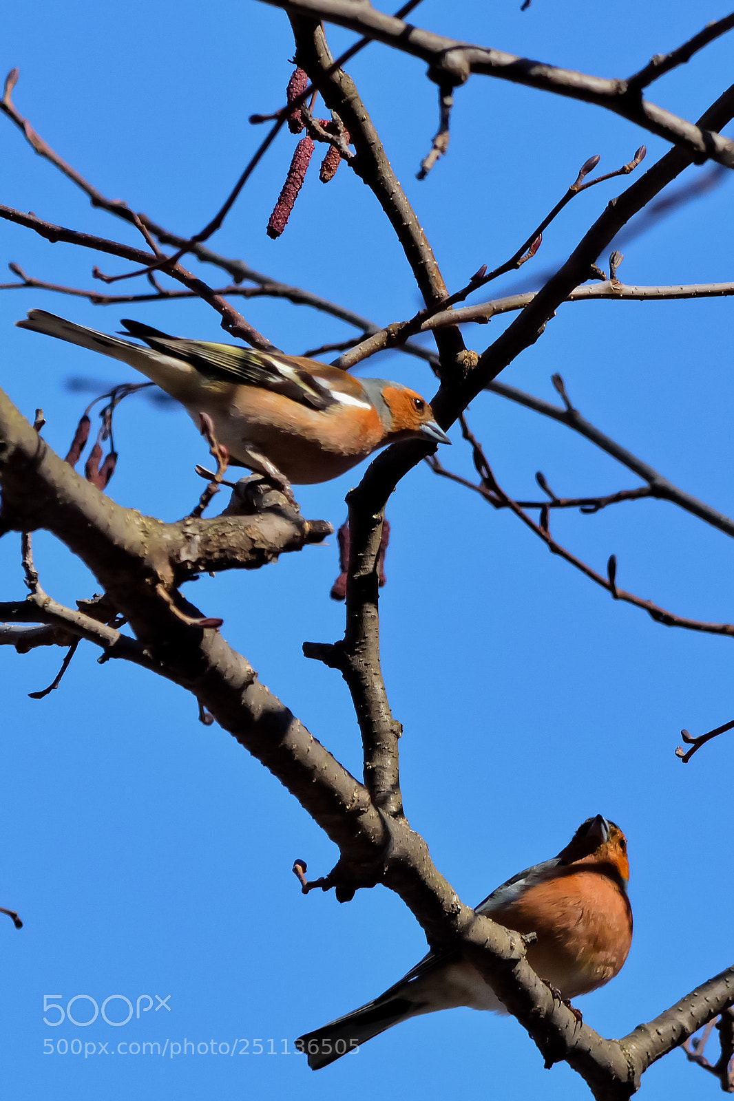 Nikon D5200 sample photo. Bird photography
