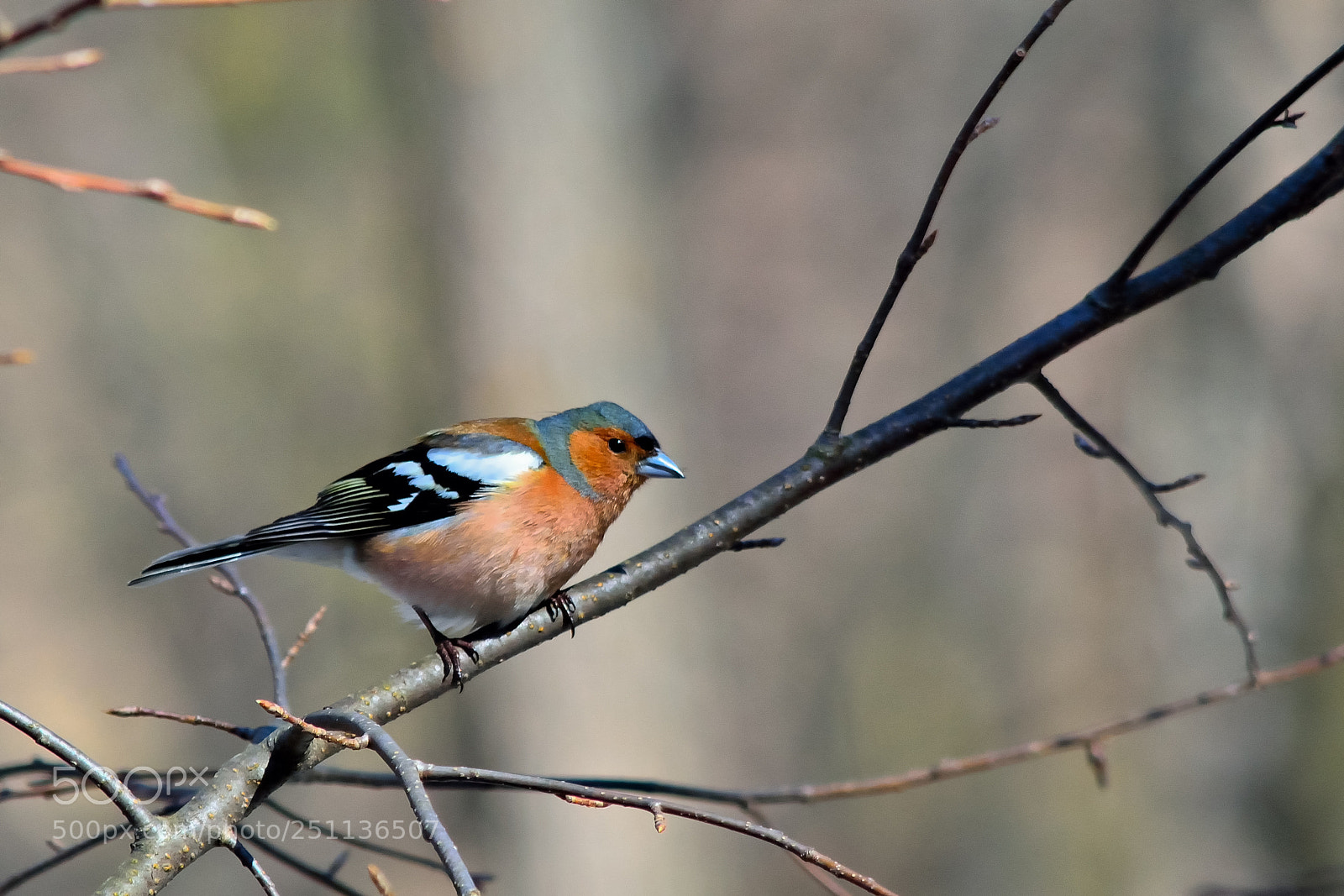 Nikon D5200 sample photo. Bird photography