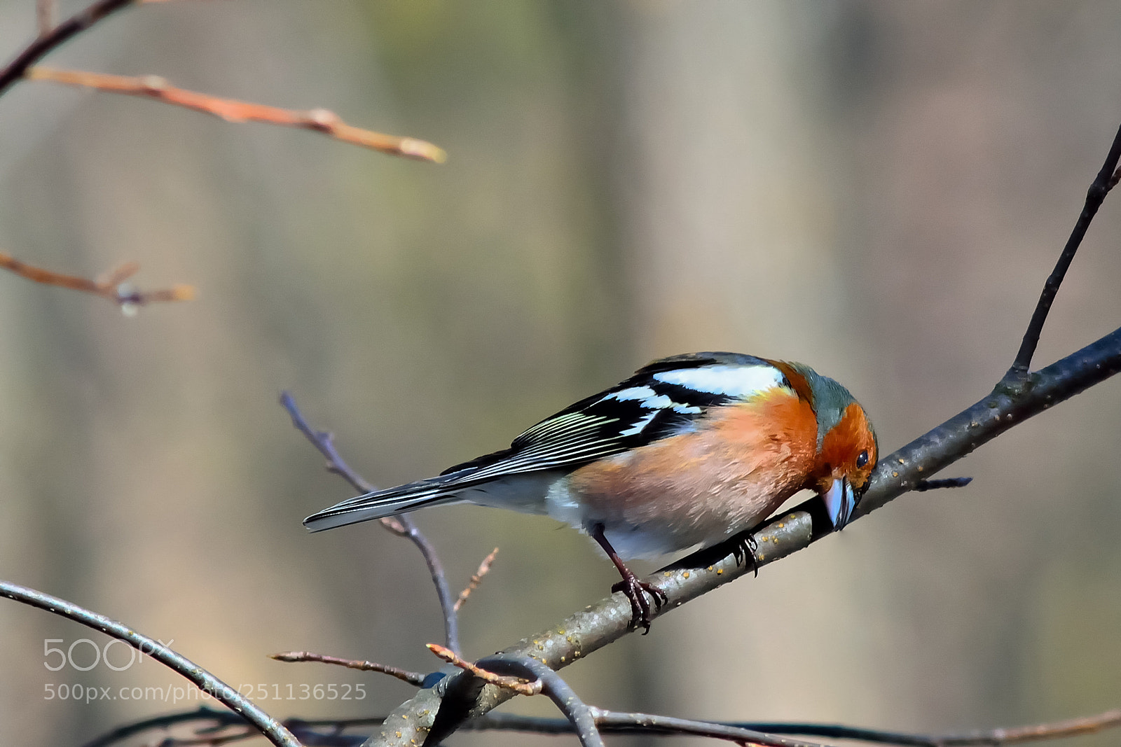 Nikon D5200 sample photo. Bird photography