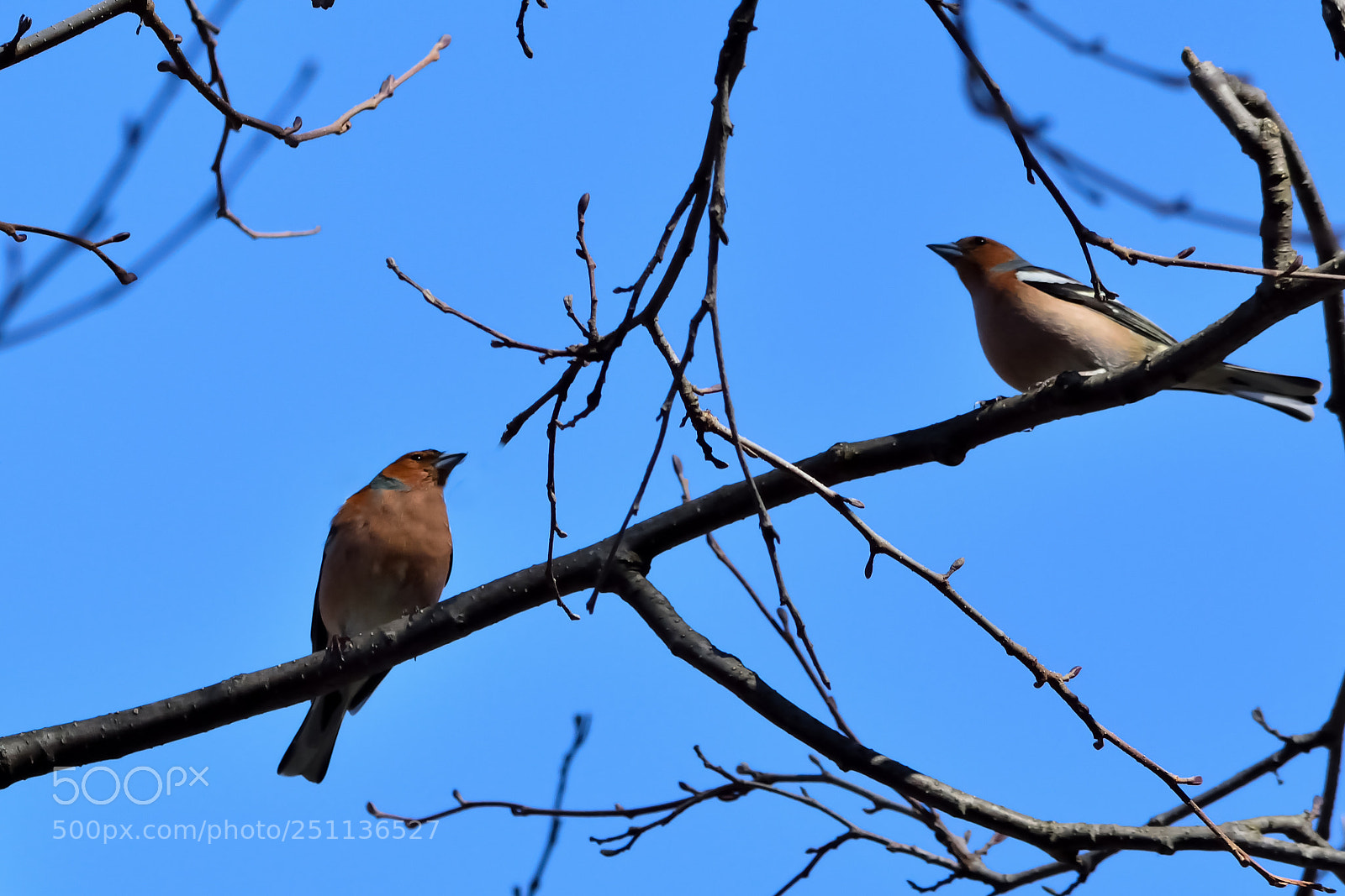 Nikon D5200 sample photo. Bird photography