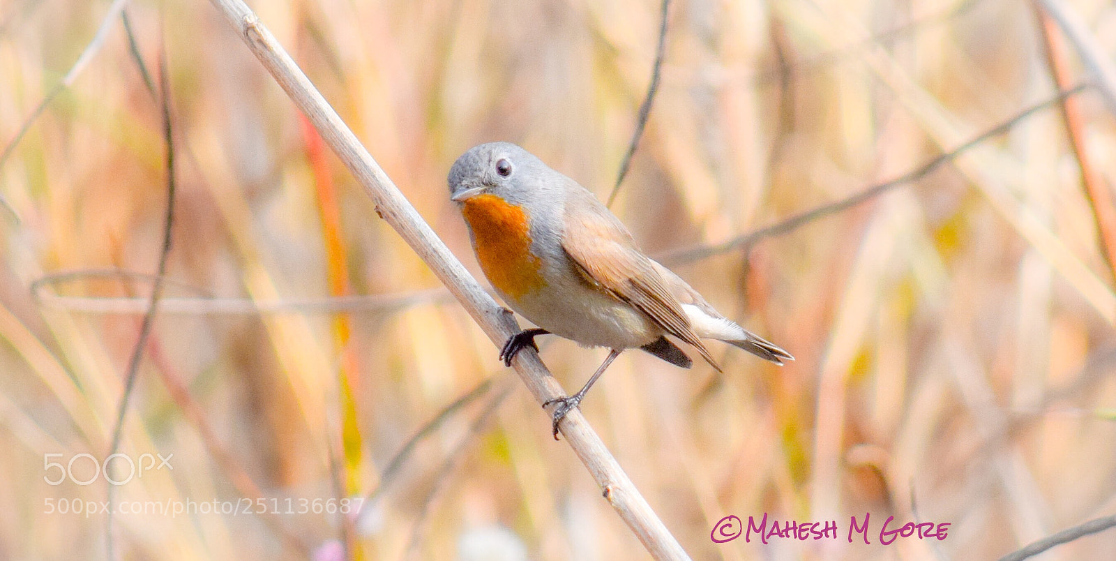 Nikon D5300 sample photo. Residents of valley- red photography