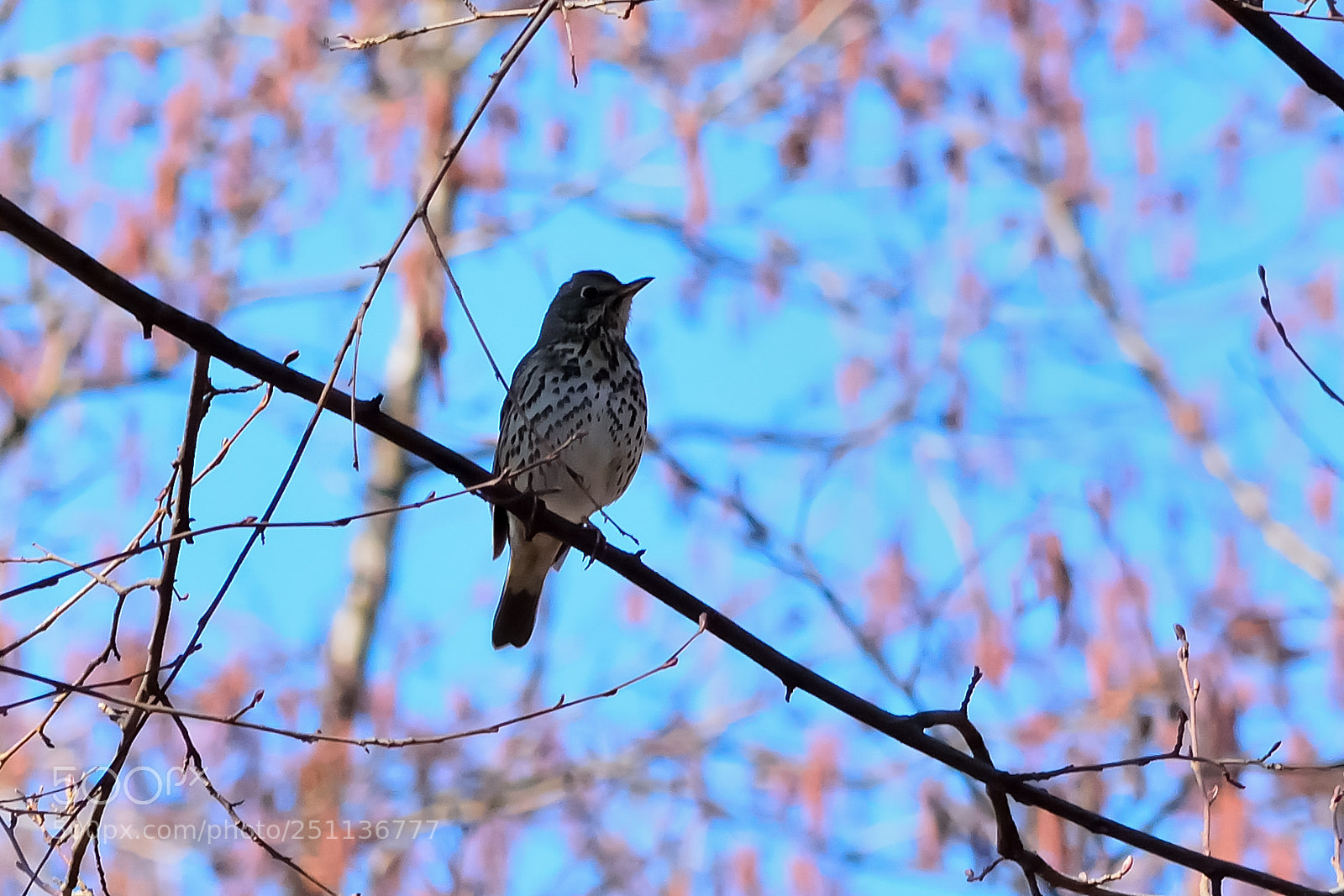 Nikon D5200 sample photo. Bird photography