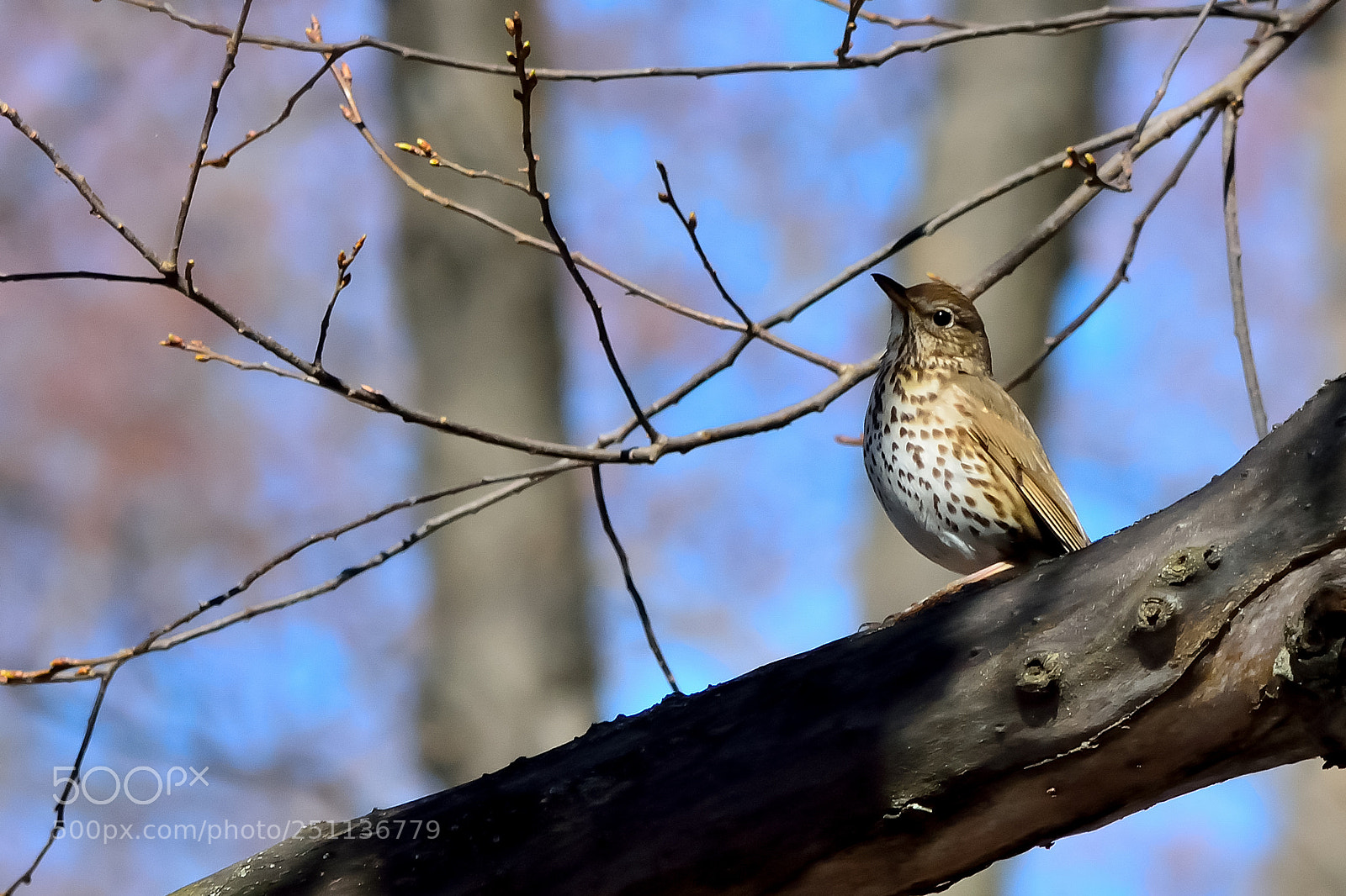 Nikon D5200 sample photo. Bird photography