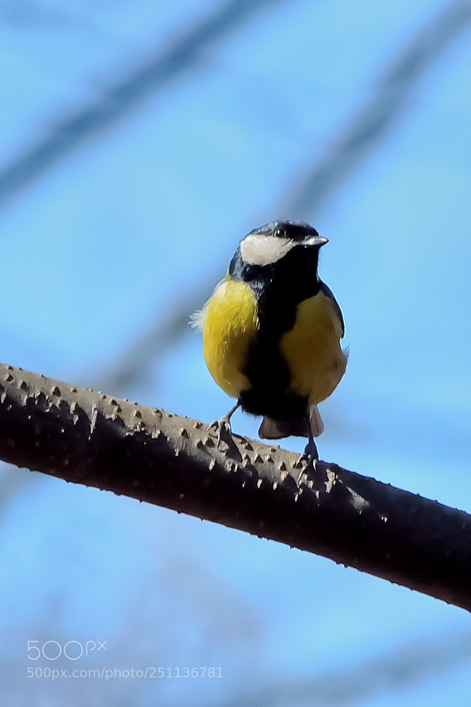 Nikon D5200 sample photo. Bird photography