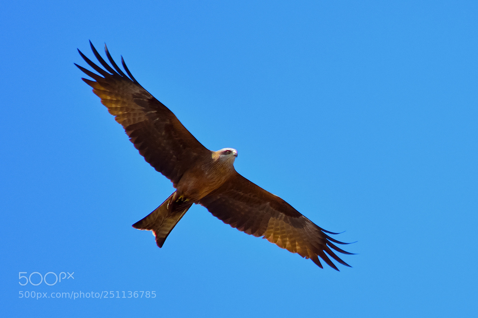 Nikon D5200 sample photo. Bird photography