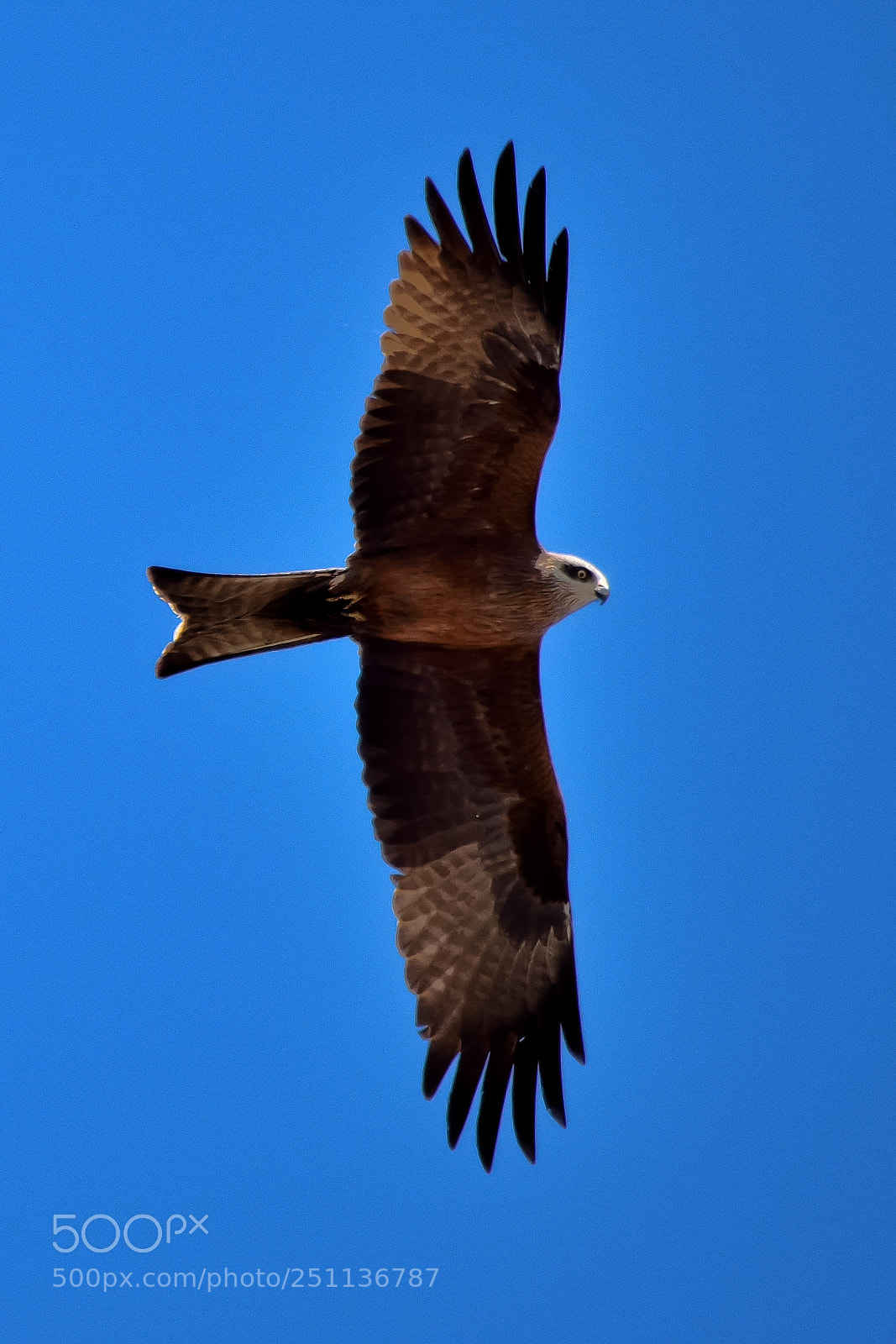 Nikon D5200 sample photo. Bird photography