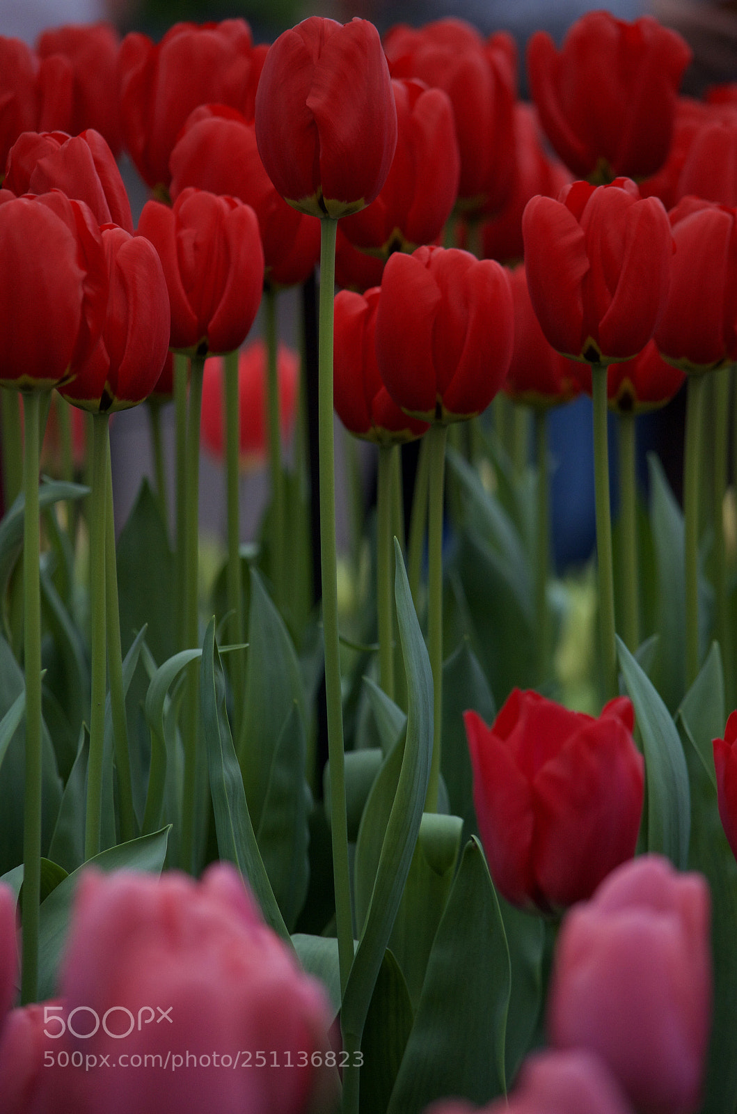 Nikon D5100 sample photo. Untitled photography