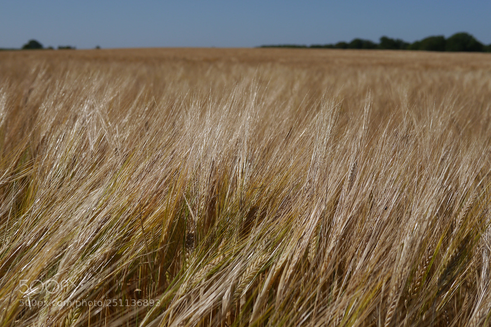 Panasonic Lumix DMC-G5 sample photo. P photography