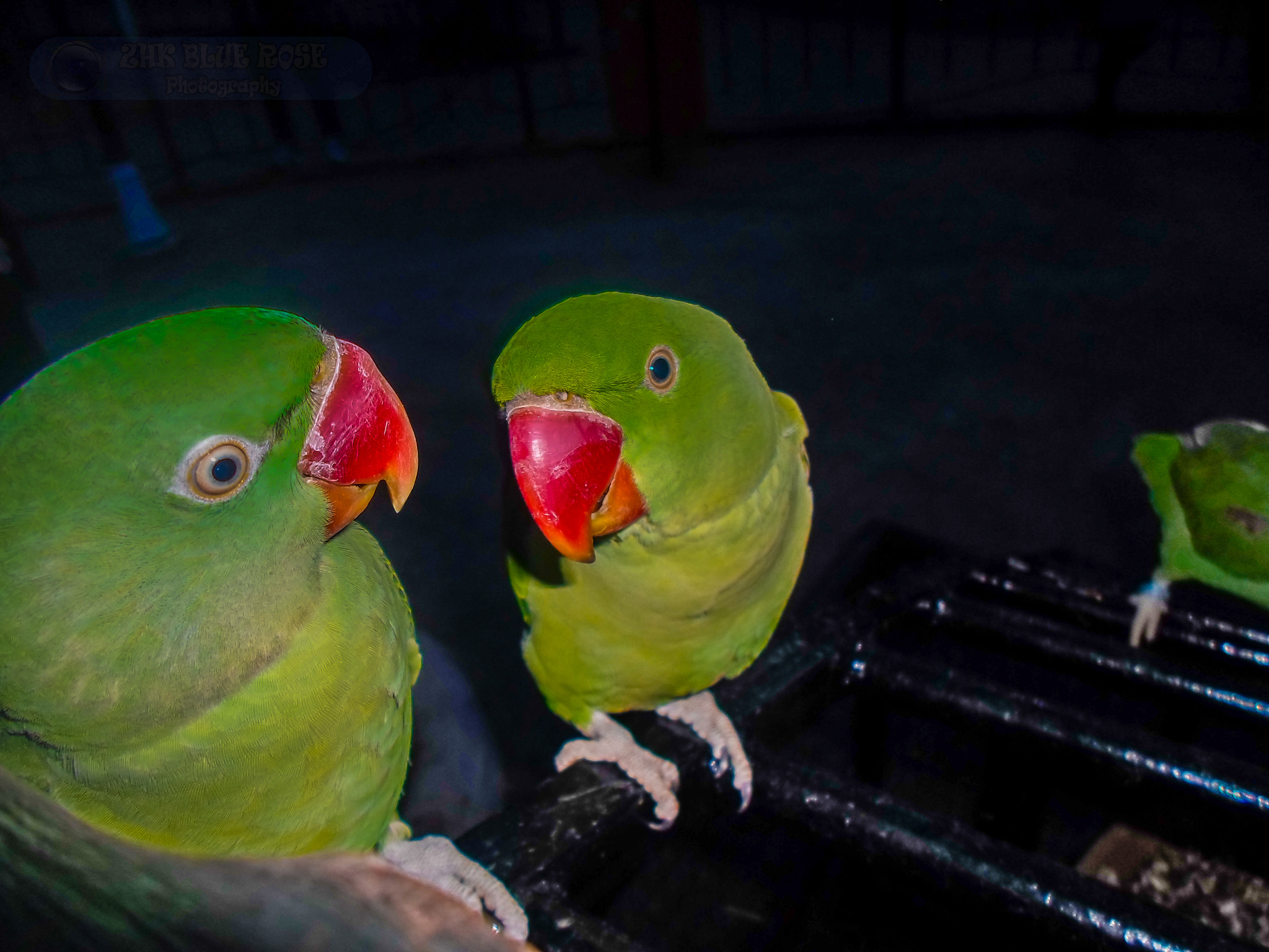 Samsung ST66 / ST68 sample photo. Parrot photography