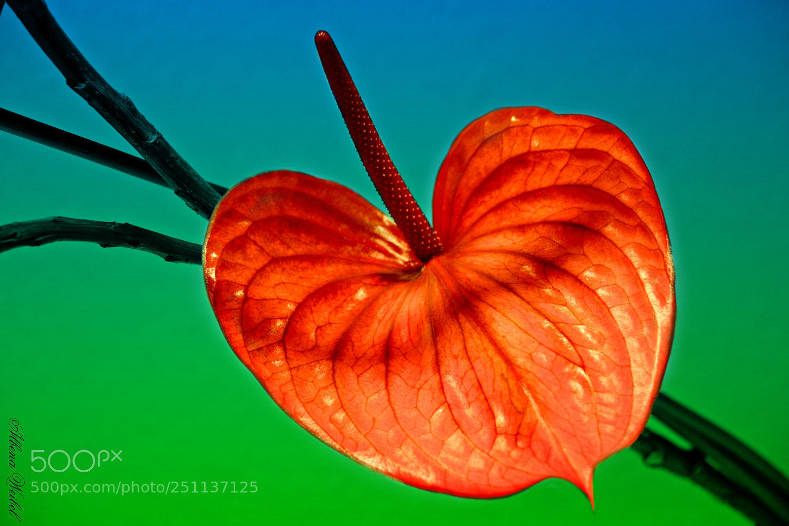 Canon EOS 70D sample photo. Red heart.... photography