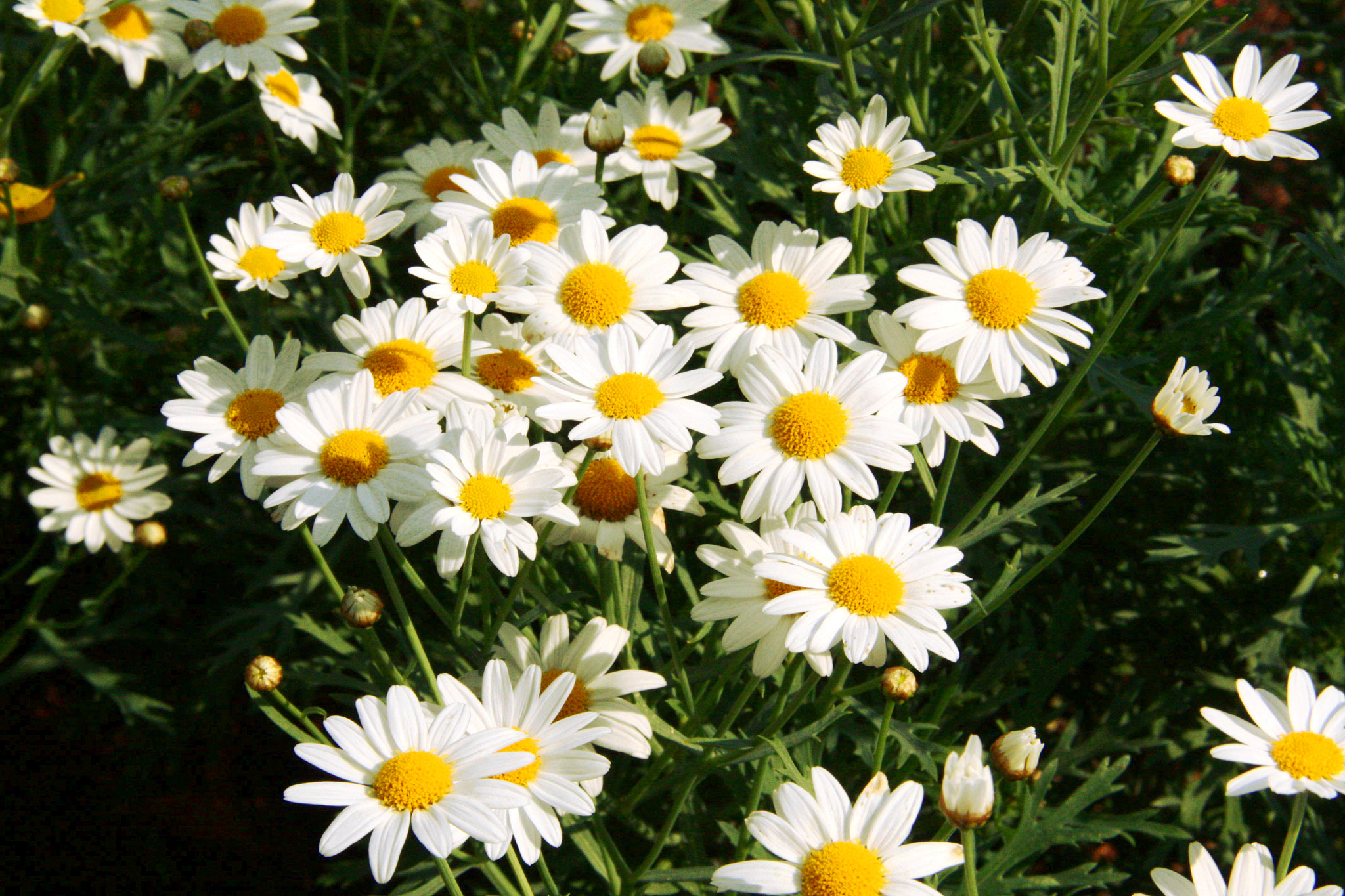 Canon EOS 450D (EOS Rebel XSi / EOS Kiss X2) + Sigma 18-200mm f/3.5-6.3 DC OS sample photo. Daisies of thailand photography