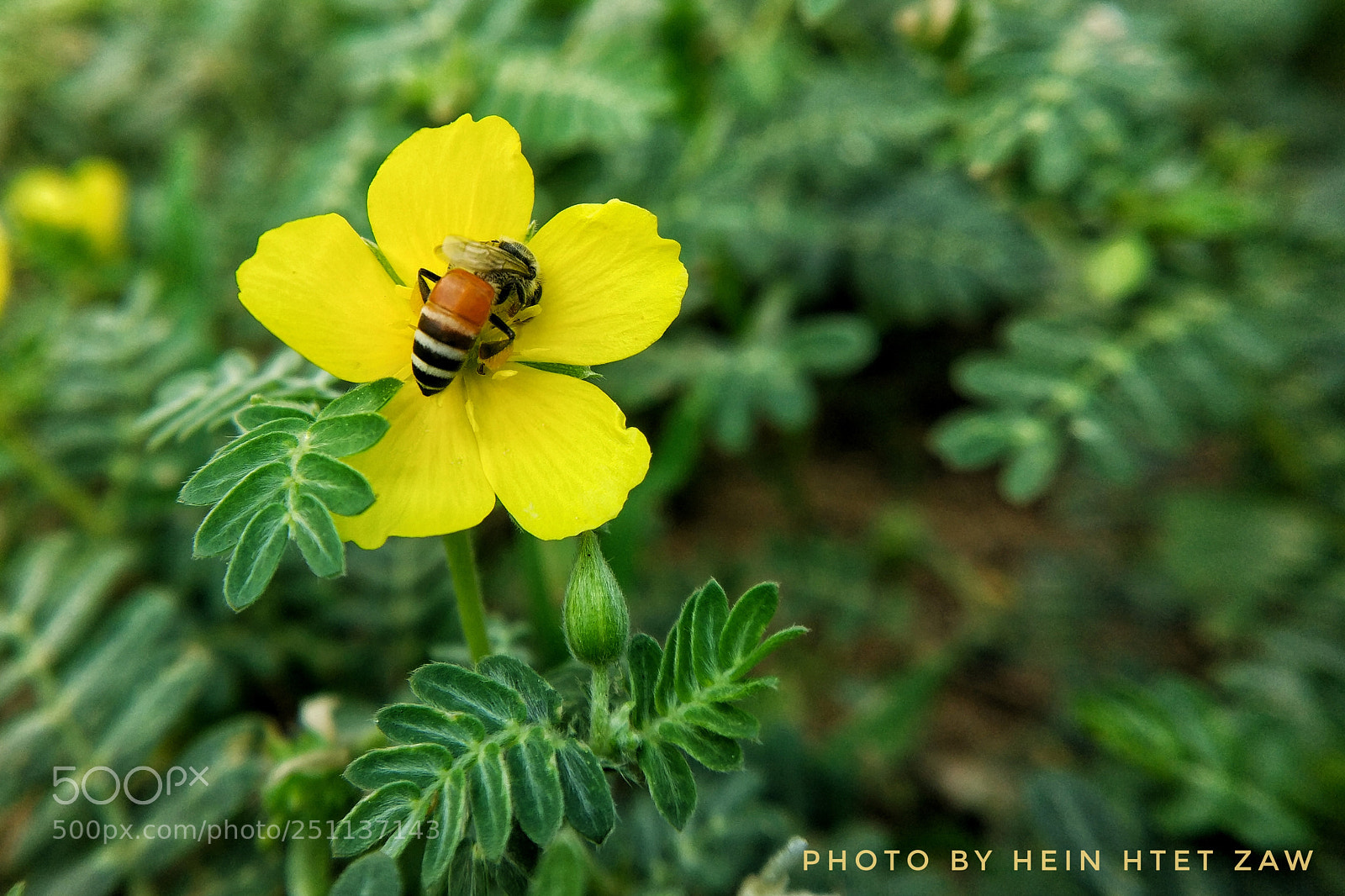 Xiaomi MI 5 sample photo. Bee photography