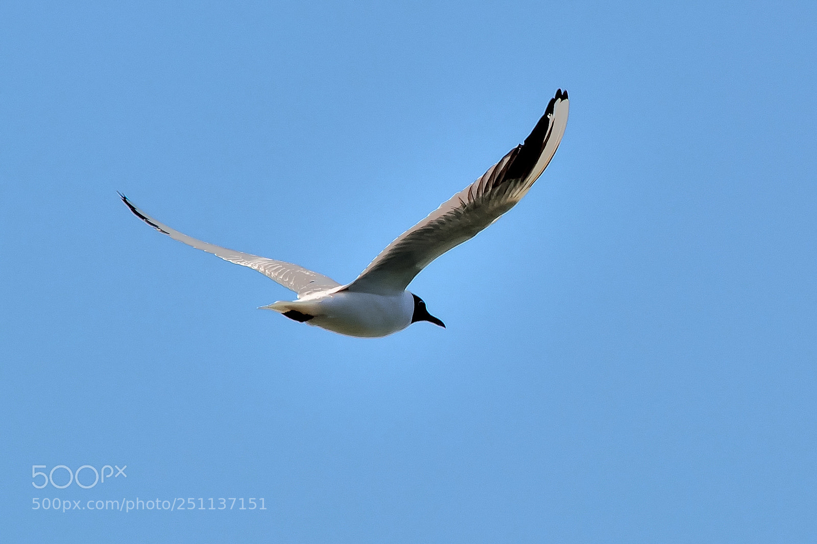 Nikon D5200 sample photo. Bird photography