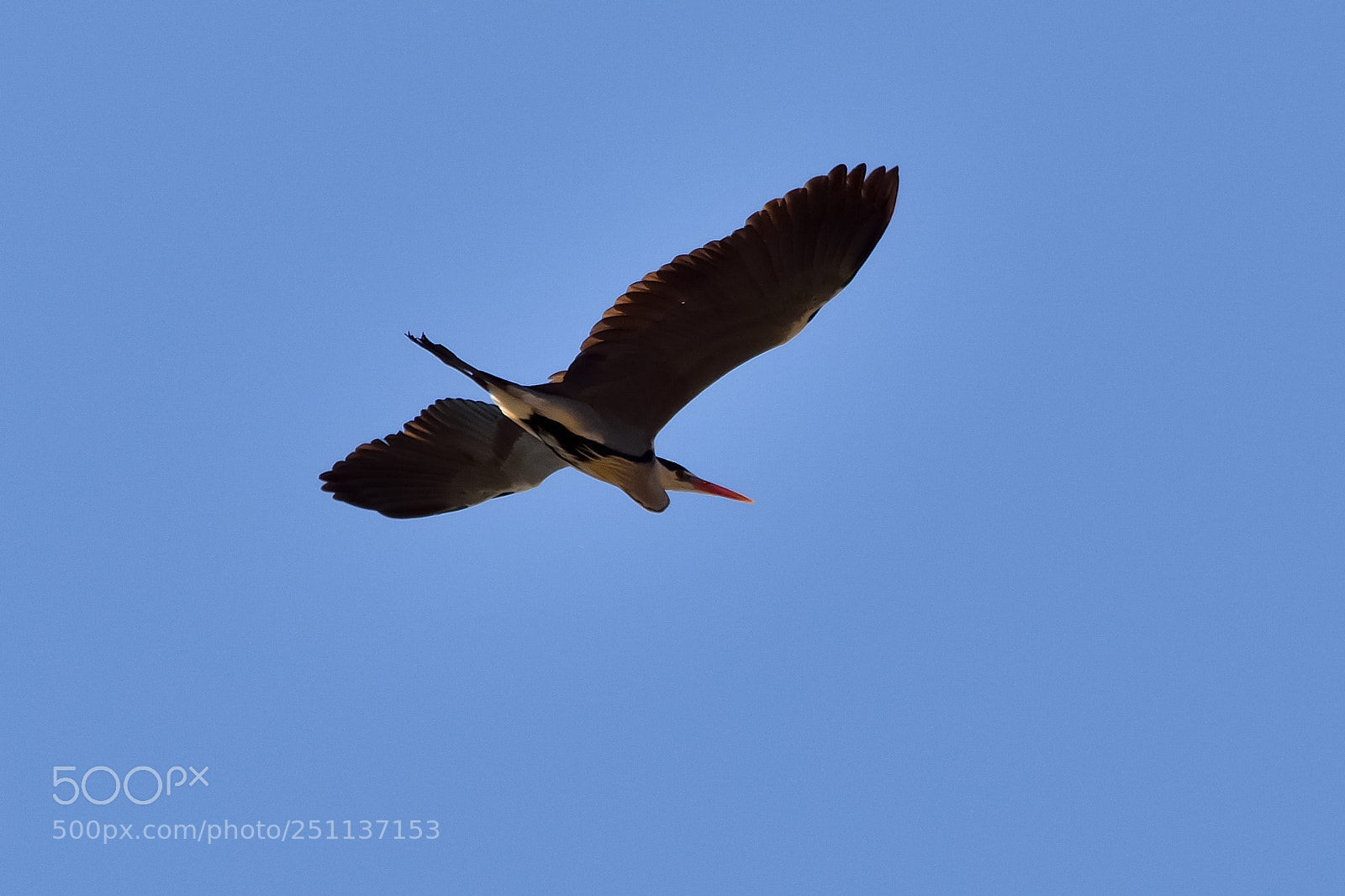 Nikon D5200 sample photo. Bird photography