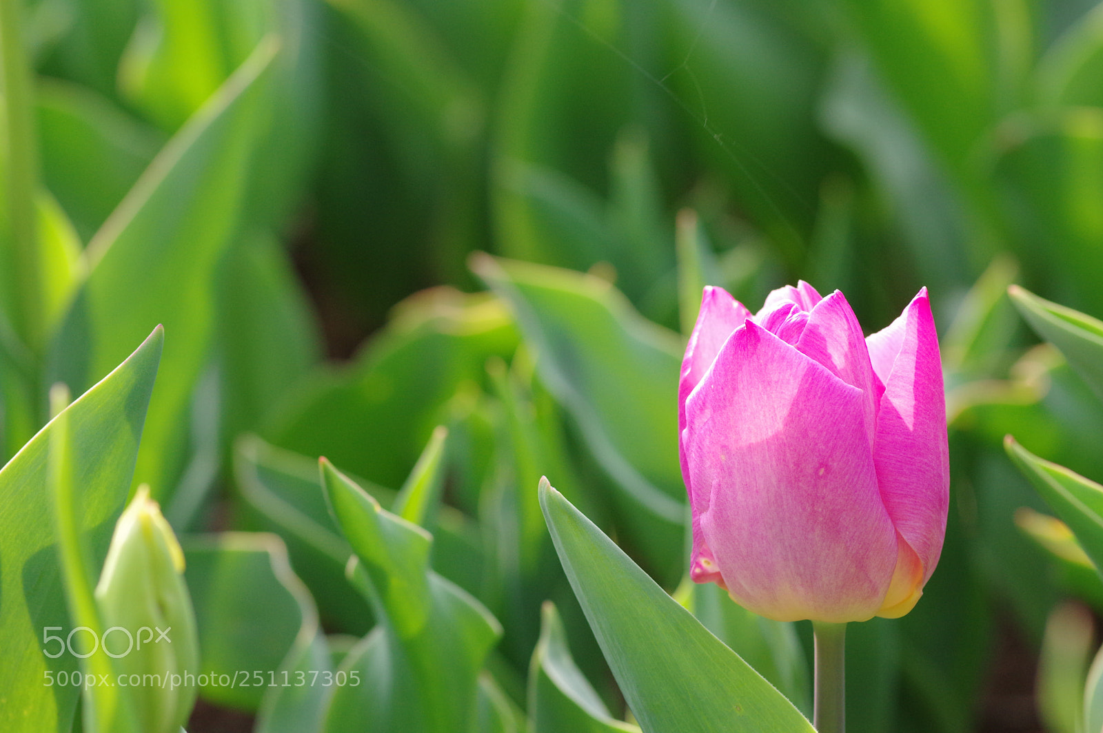 Pentax K-3 sample photo. Spring is coming....... photography