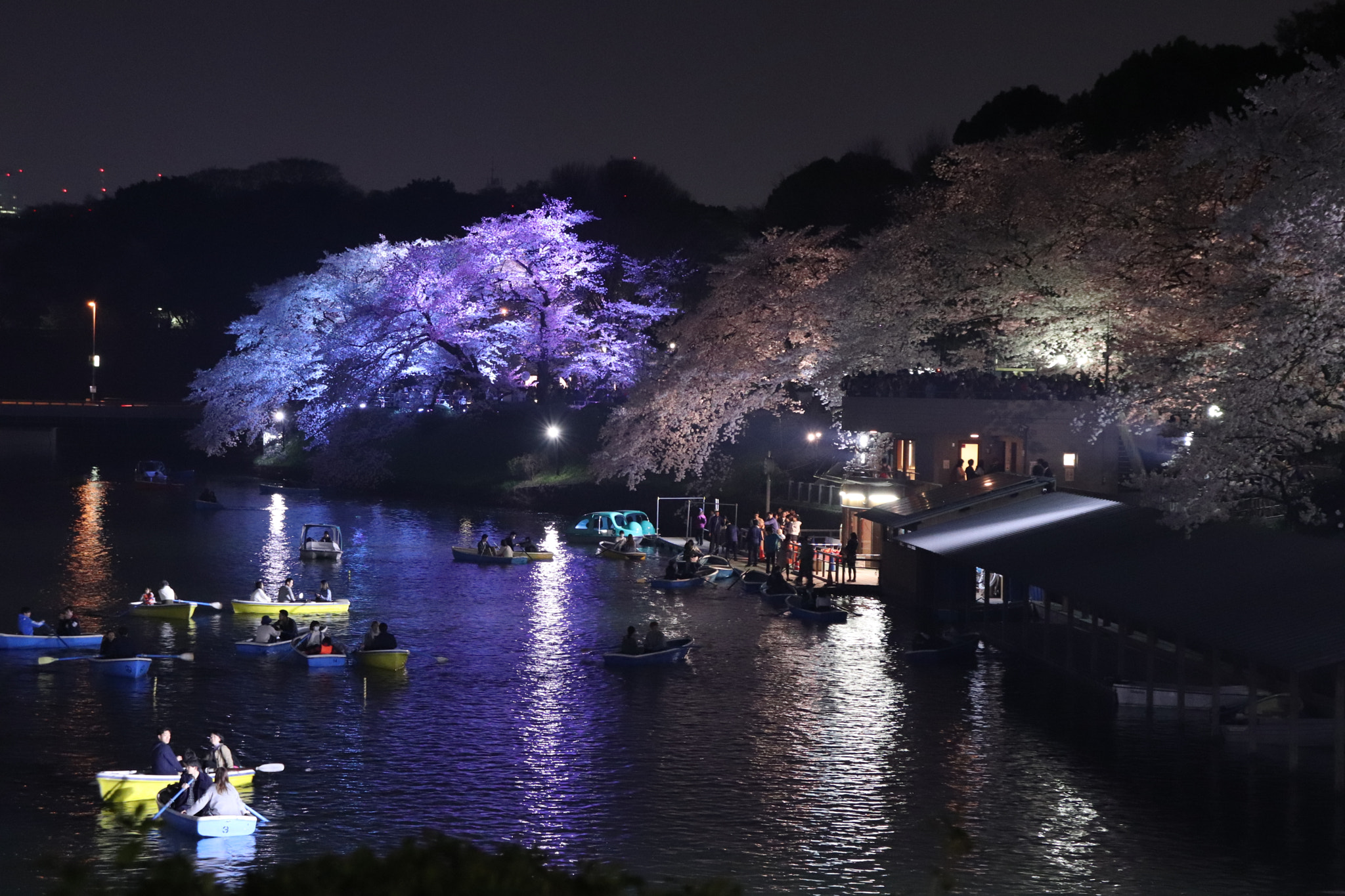 Canon EOS 77D (EOS 9000D / EOS 770D) sample photo. Cherrytree@tokyo photography