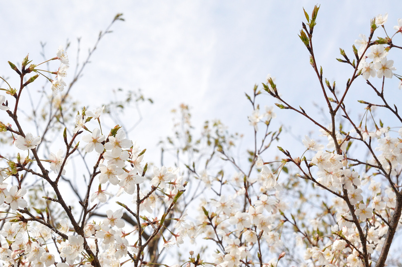 Nikon D90 sample photo. Sakura in the sunny photography