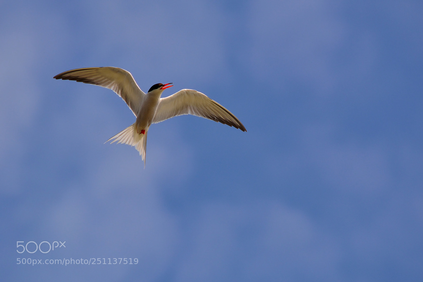 Nikon D5200 sample photo. Bird photography