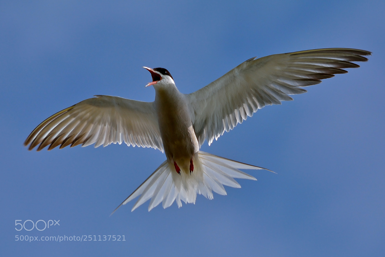 Nikon D5200 sample photo. Bird photography